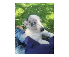 Border Collie Aussie Mix Puppies for adoption - 5