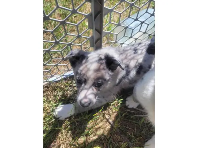 Border Collie Aussie Mix Puppies for adoption - 6/6