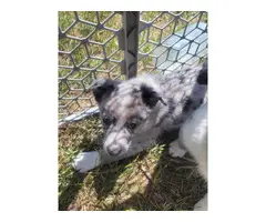 Border Collie Aussie Mix Puppies for adoption - 6