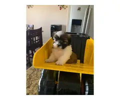 6 gorgeous real Shih-Tzu puppies looking for a new home - 5