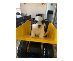 6 gorgeous real Shih-Tzu puppies looking for a new home - 7