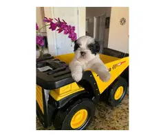 6 gorgeous real Shih-Tzu puppies looking for a new home - 8