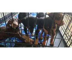 3 purebred Doberman Pinscher puppies for sale - 7