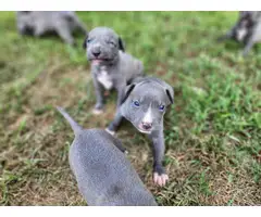 Registered purebred American pitbull terrier pups - 6