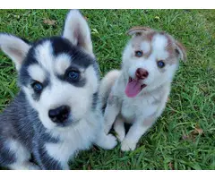 Husky puppies for sale - 2