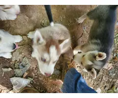 Husky puppies for sale - 3