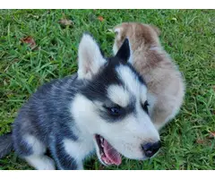 Husky puppies for sale - 4