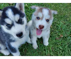 Husky puppies for sale - 5