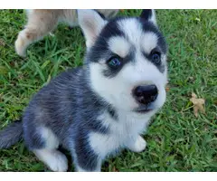 Husky puppies for sale - 6