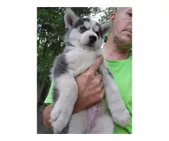 Husky puppies for sale - 7