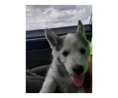 Husky puppies for sale - 8