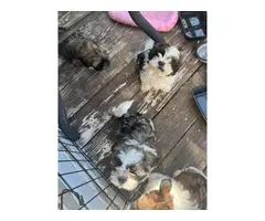 3 ShihTzu puppies for sale