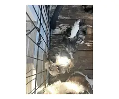 3 ShihTzu puppies for sale - 4