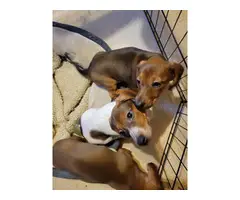 10 weeks dachshund puppies for sale