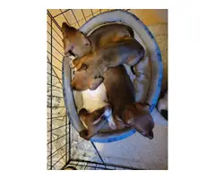10 weeks dachshund puppies for sale - 2