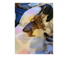 10 weeks dachshund puppies for sale - 3