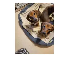 10 weeks dachshund puppies for sale - 4