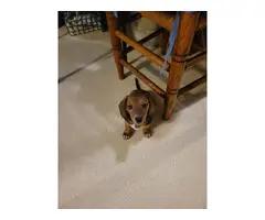 10 weeks dachshund puppies for sale - 5