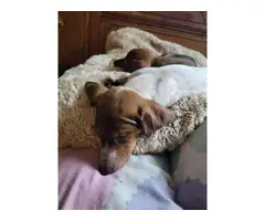 10 weeks dachshund puppies for sale - 7