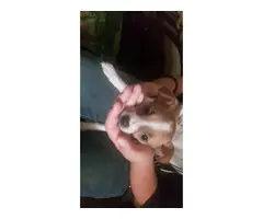 3 Jack Russell Mix puppies for sale - 2