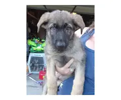 Purebred German shepherd pups for sale - 4