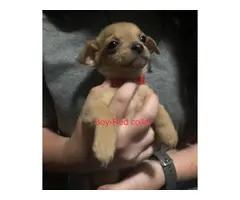 5 males and 1 female Chihuahua babies - 1