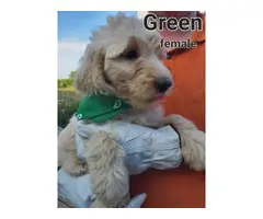 F1b generation goldendoodle puppies for sale
