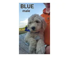 F1b generation goldendoodle puppies for sale - 2