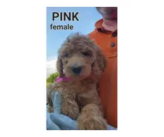 F1b generation goldendoodle puppies for sale - 3