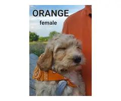 F1b generation goldendoodle puppies for sale - 4