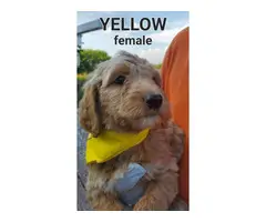 F1b generation goldendoodle puppies for sale - 5
