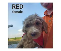 F1b generation goldendoodle puppies for sale - 6