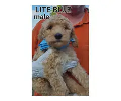 F1b generation goldendoodle puppies for sale - 7