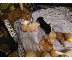 F1b generation goldendoodle puppies for sale - 9