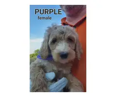 F1b generation goldendoodle puppies for sale - 10