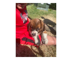 Male and female Saint Bernard pups available