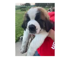 Male and female Saint Bernard pups available - 2