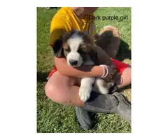 Male and female Saint Bernard pups available - 3