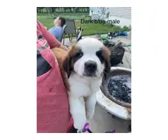 Male and female Saint Bernard pups available - 4