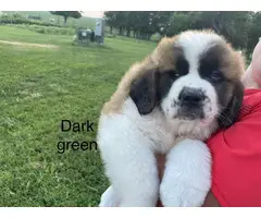 Male and female Saint Bernard pups available - 5