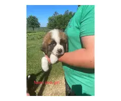 Male and female Saint Bernard pups available - 6