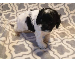 5 cockapoo puppies for sale