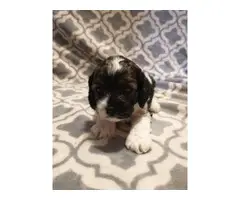 5 cockapoo puppies for sale - 5