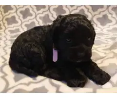 5 cockapoo puppies for sale - 6