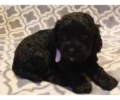 5 cockapoo puppies for sale - 7