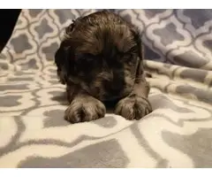 5 cockapoo puppies for sale - 8