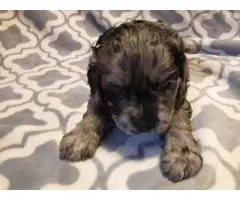 5 cockapoo puppies for sale - 9