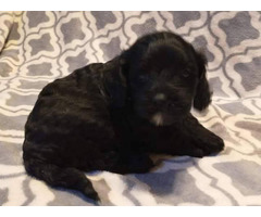 5 cockapoo puppies for sale