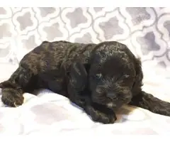 5 cockapoo puppies for sale - 11