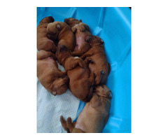 6 AKC French Mastiff puppies for sale